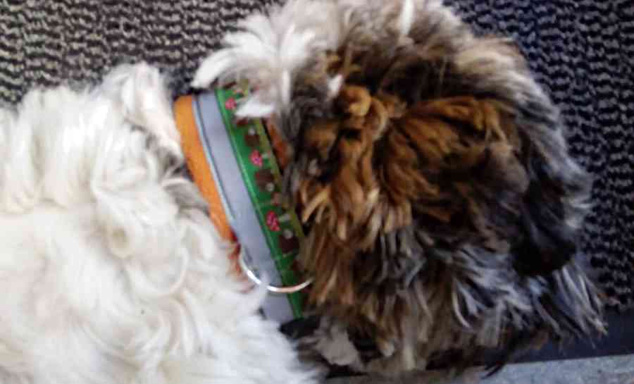 Hundehalsband selber nähen Schritt 14