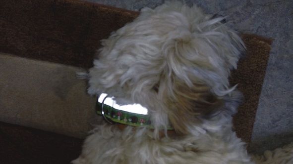 Selbstgenähtes Hundehalsband mit Leuchteffekt