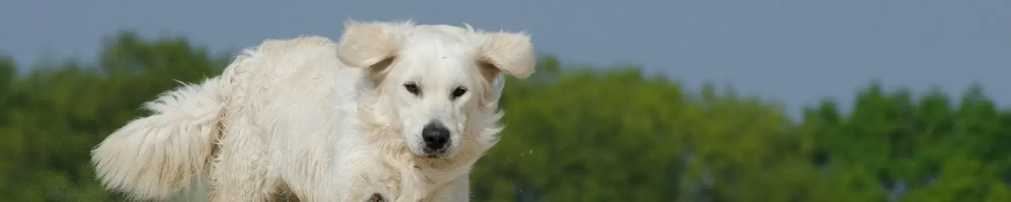 GPS für Hunde